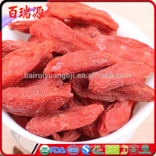 Grande e suculento !! goji baga medicina chinesa goji berry estacas goji baga dragão ervas zero pesticida